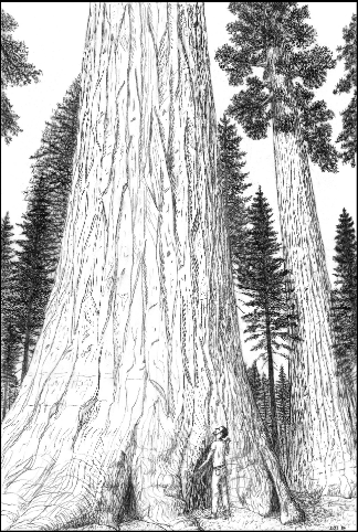 sequoiascanNB52000
